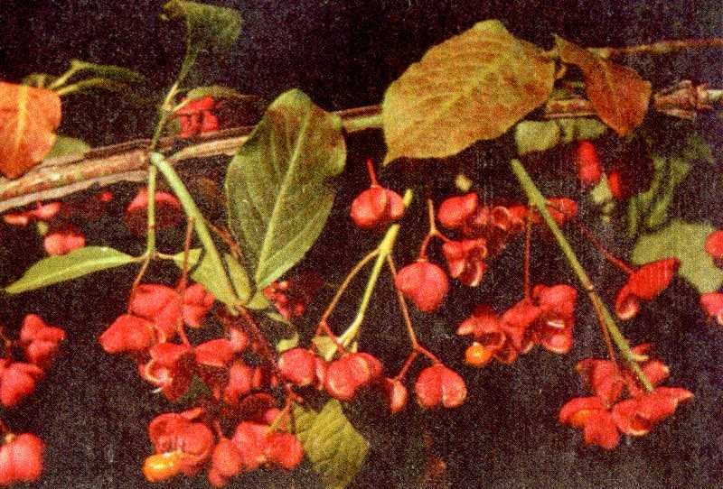 Одолень-трава - g5.jpg