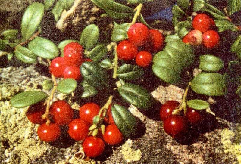 Одолень-трава - g6.jpg