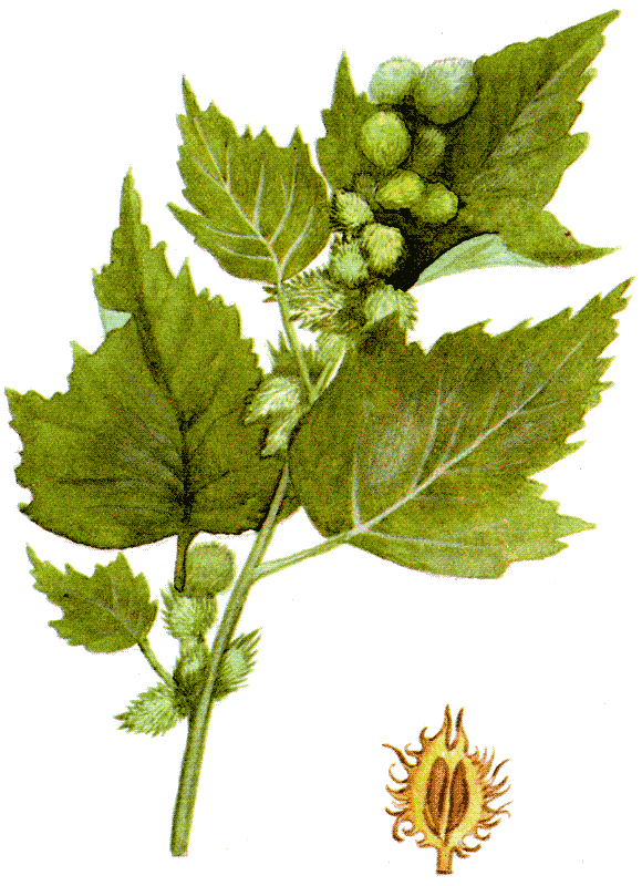 Одолень-трава - g60.png