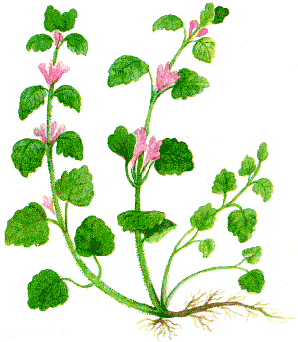 Одолень-трава - g7.png