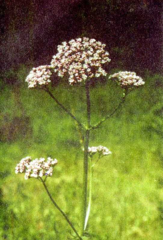 Одолень-трава - g8.jpg