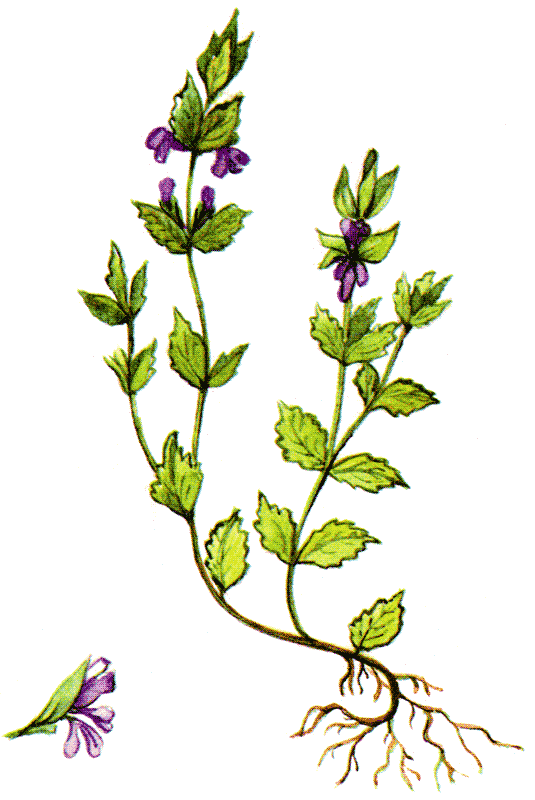 Одолень-трава - g9.png