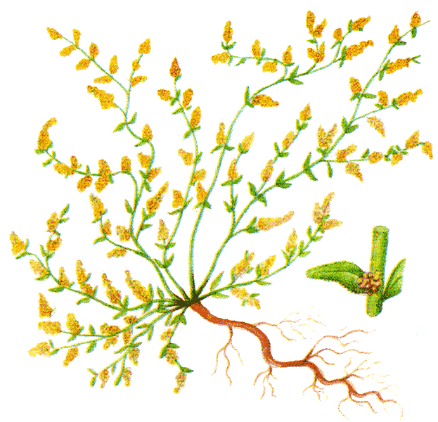 Одолень-трава - g15.png