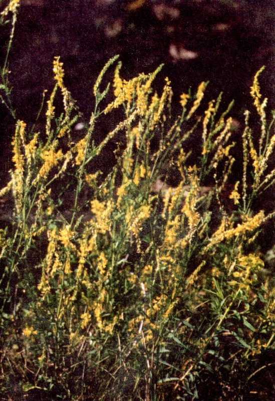 Одолень-трава - g16.jpg