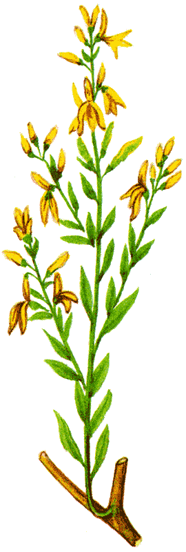 Одолень-трава - g17.png