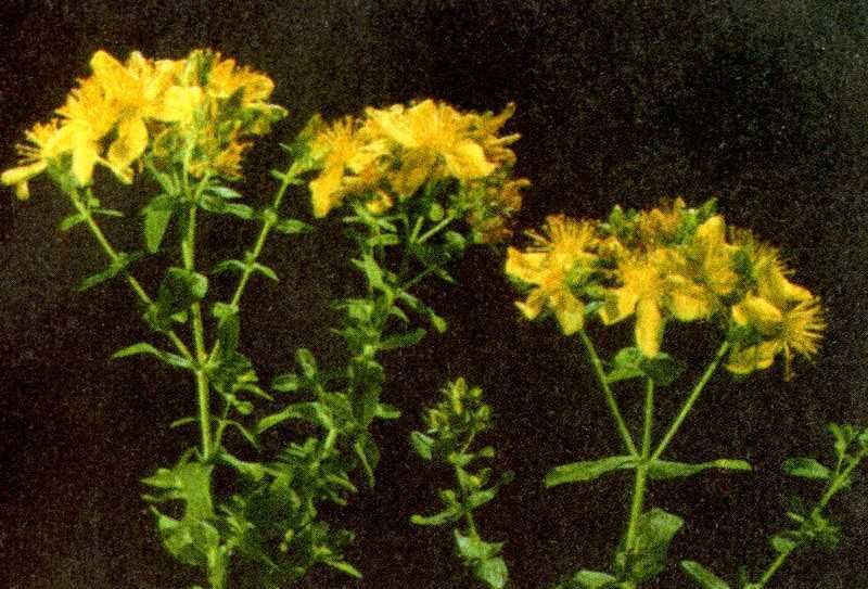 Одолень-трава - g18.jpg