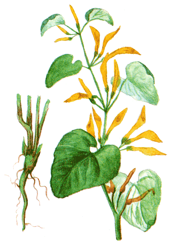 Одолень-трава - g20.png