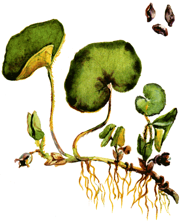 Одолень-трава - g21.png