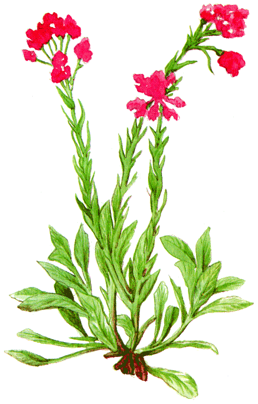 Одолень-трава - g22.png