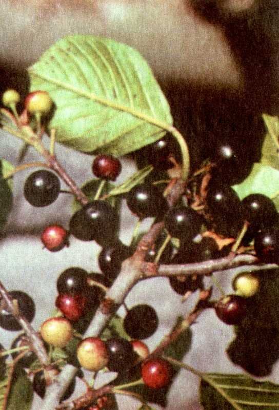 Одолень-трава - g23.jpg