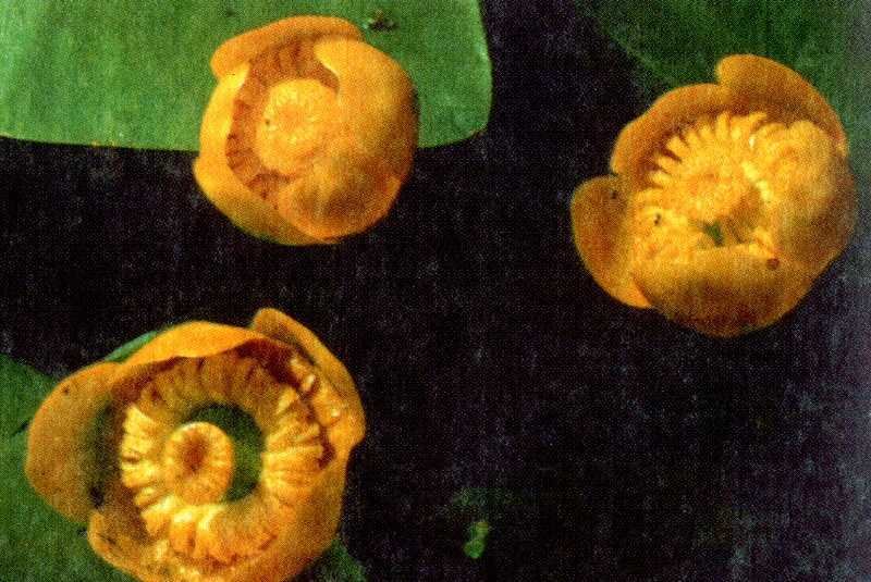 Одолень-трава - g25.jpg