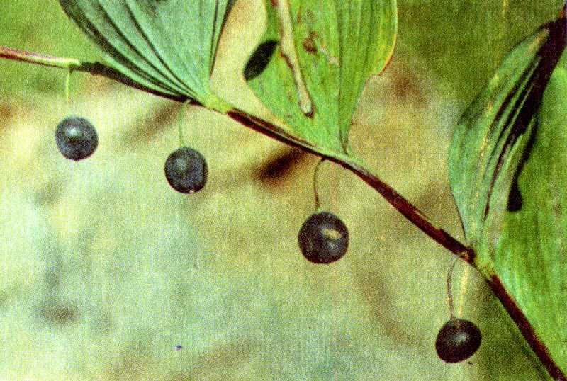 Одолень-трава - g26.jpg