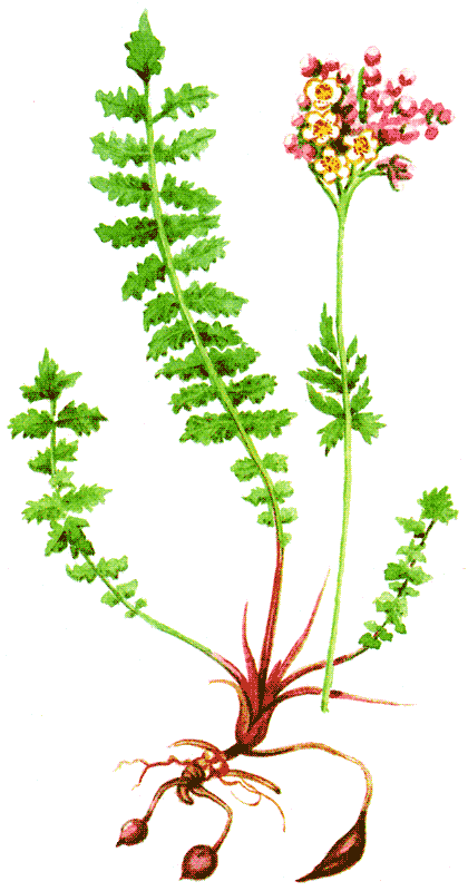 Одолень-трава - g28.png