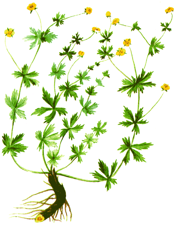 Одолень-трава - g30.png