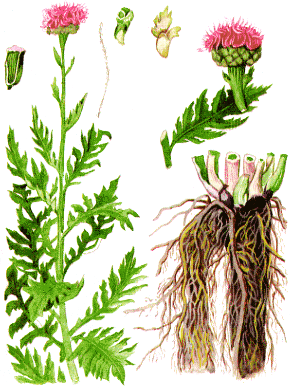 Одолень-трава - g31.png