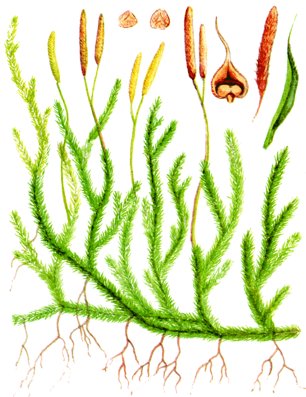 Одолень-трава - g32.png