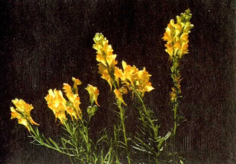 Одолень-трава - g33.jpg