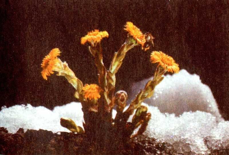 Одолень-трава - g34.jpg