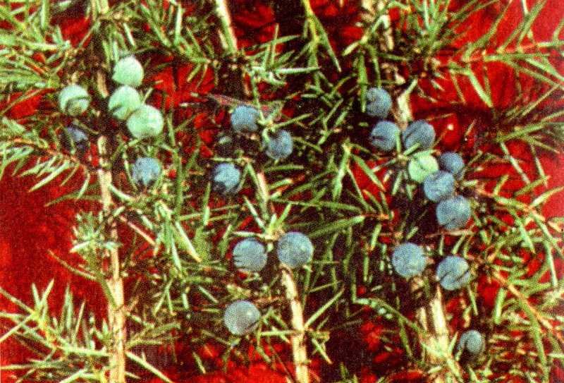 Одолень-трава - g35.jpg