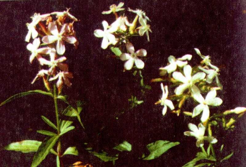 Одолень-трава - g36.jpg