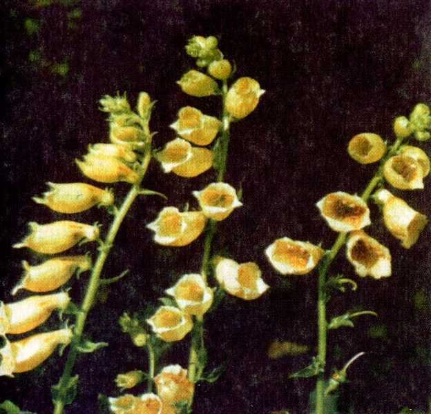 Одолень-трава - g37.jpg