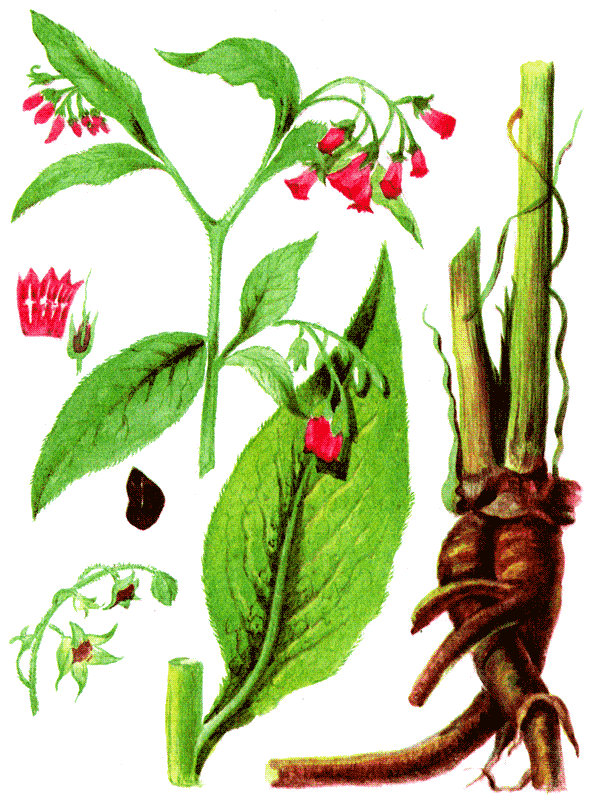 Одолень-трава - g38.png