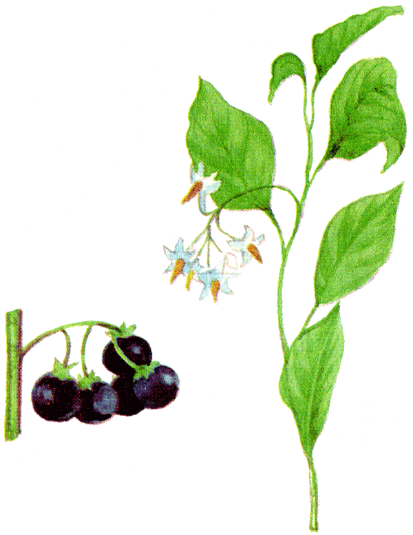 Одолень-трава - g39.png