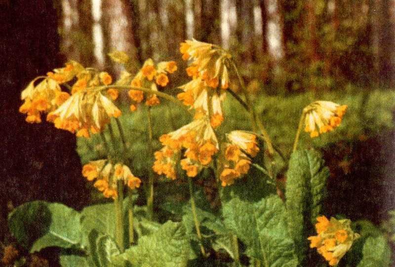 Одолень-трава - g40.jpg