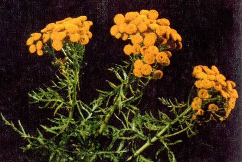 Одолень-трава - g41.jpg