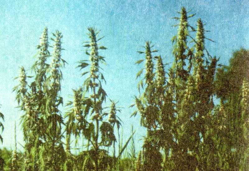 Одолень-трава - g43.jpg