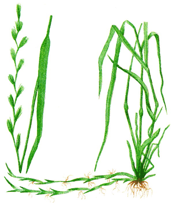 Одолень-трава - g44.png