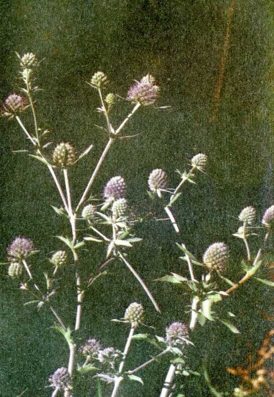 Одолень-трава - g45.jpg