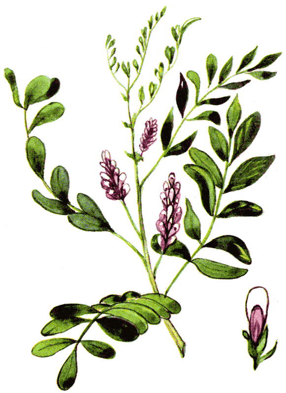 Одолень-трава - g47.png