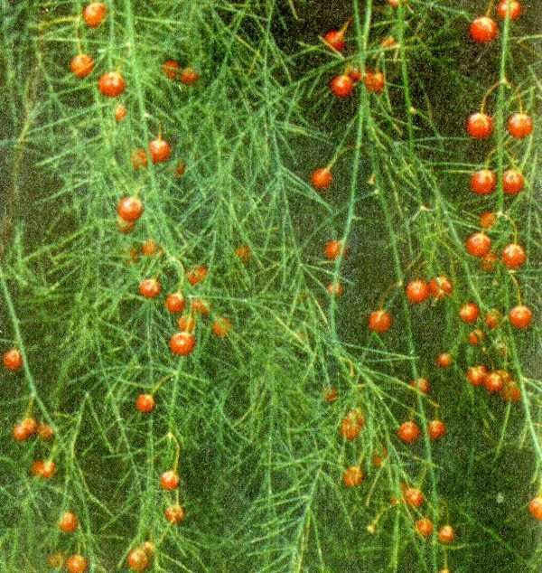 Одолень-трава - g48.jpg