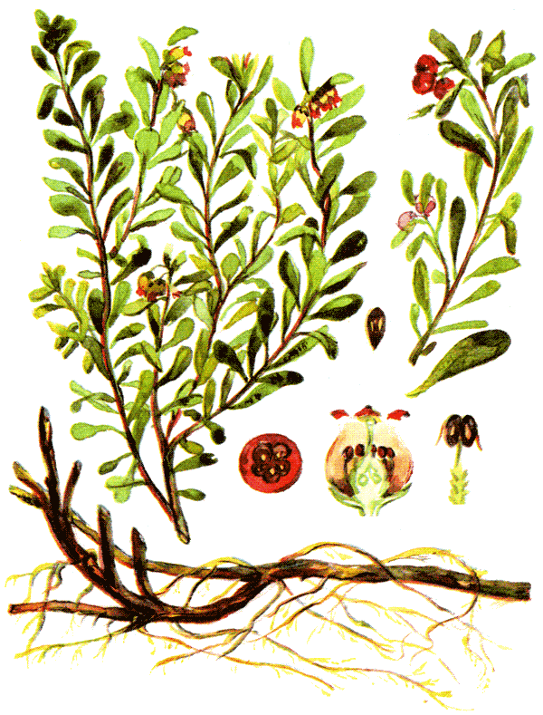 Одолень-трава - g50.png