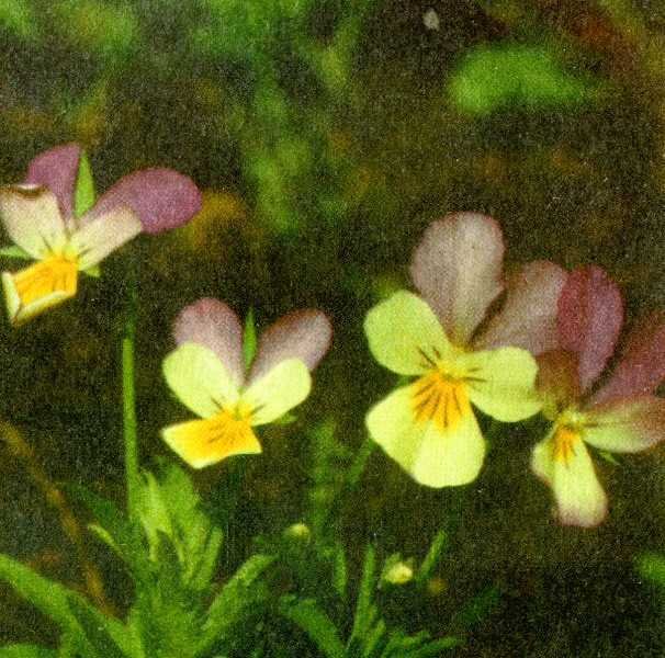 Одолень-трава - g52.jpg