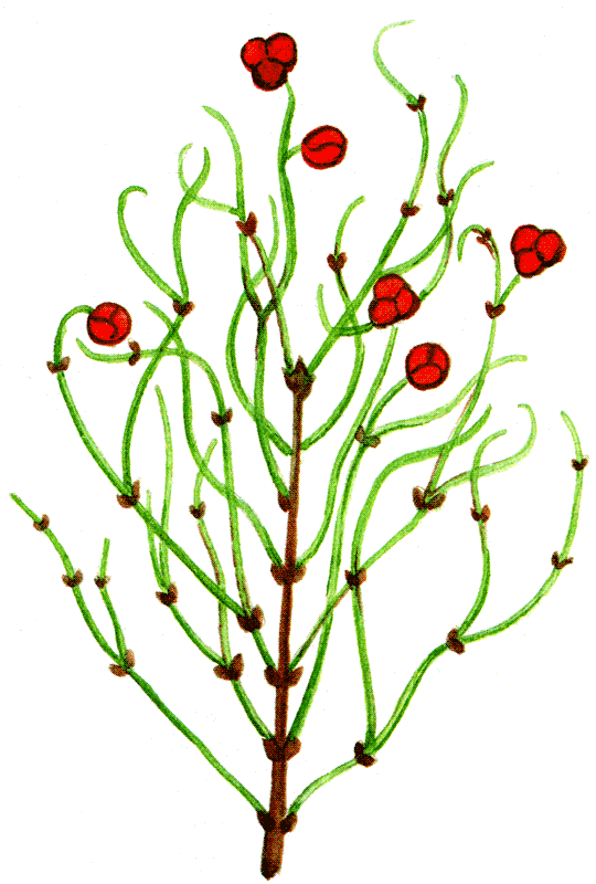 Одолень-трава - g53.png