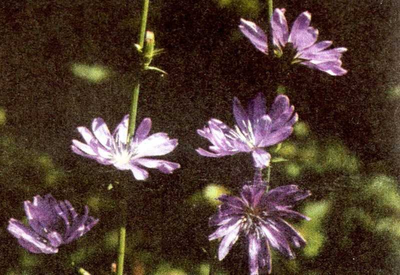 Одолень-трава - g54.jpg