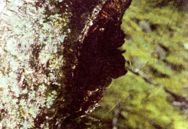 Одолень-трава - g55.jpg