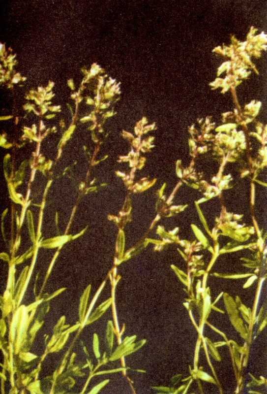 Одолень-трава - g56.jpg