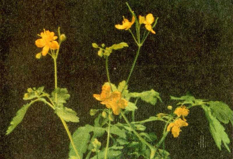 Одолень-трава - g58.jpg