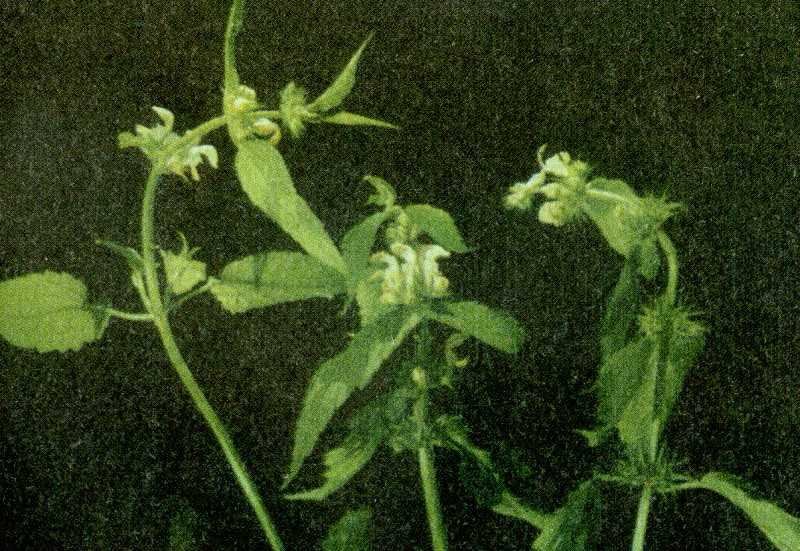 Одолень-трава - g59.jpg