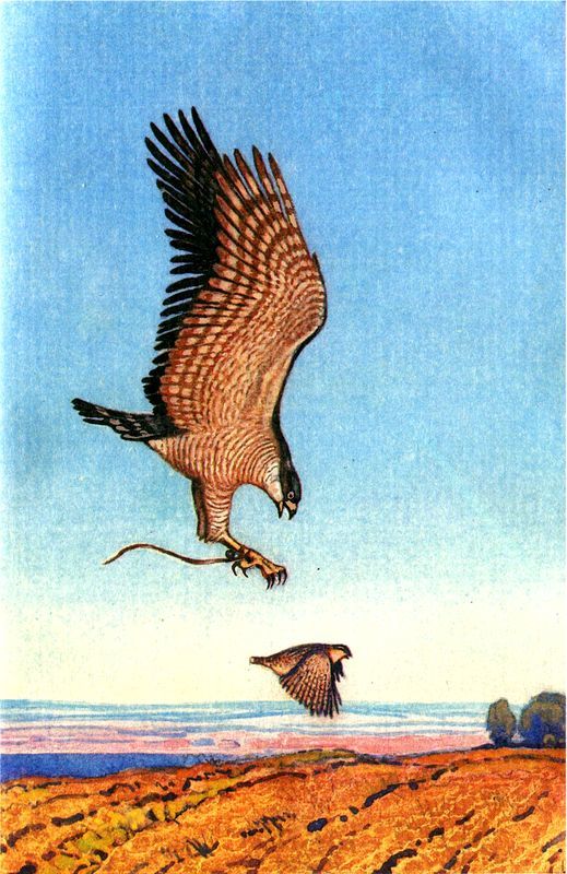 Библиотека мировой литературы для детей, т. 15 - i_007.jpg