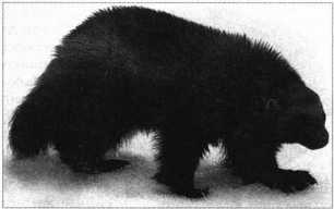 Загадки казацких характерников - i_068.jpg