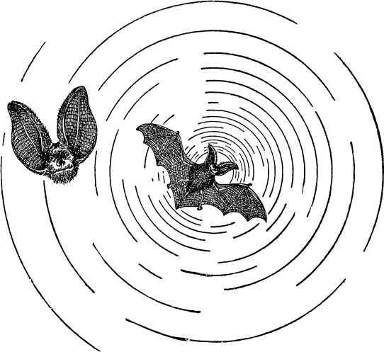 От инстинкта до разума<br />(Очерк науки о поведении) - i_010.jpg