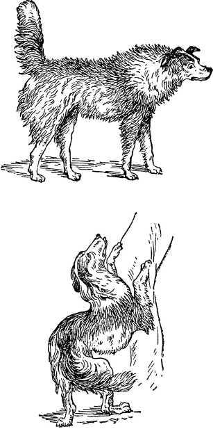 От инстинкта до разума<br />(Очерк науки о поведении) - i_015.jpg