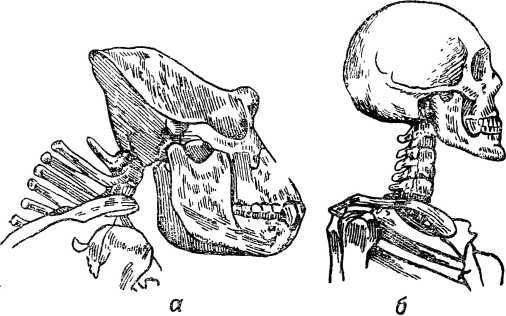 От инстинкта до разума<br />(Очерк науки о поведении) - i_019.jpg