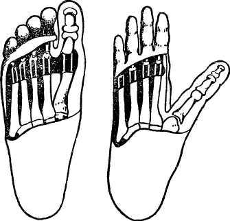 От инстинкта до разума<br />(Очерк науки о поведении) - i_021.jpg