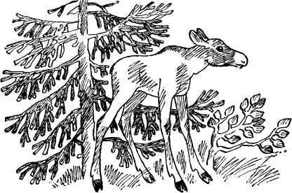 Сохатёнок<br />(Повесть) - i_003.jpg