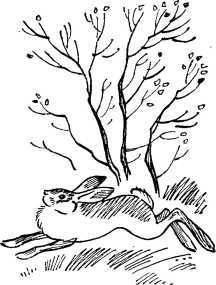 Сохатёнок<br />(Повесть) - i_004.jpg